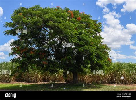 Trees and sugar cane field at Mhlume on Swaziland Stock Photo - Alamy