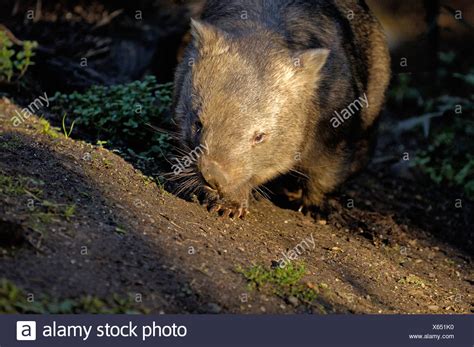 Wombat Eating High Resolution Stock Photography and Images - Alamy