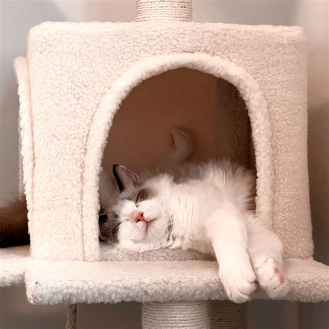 5 Cat Products We Can’t Live Without | ParaMount Pet Care