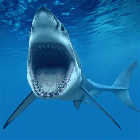 🔥 [49+] Shark Live Wallpapers | WallpaperSafari