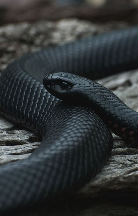 Black Snake Wallpaper (60+ images)