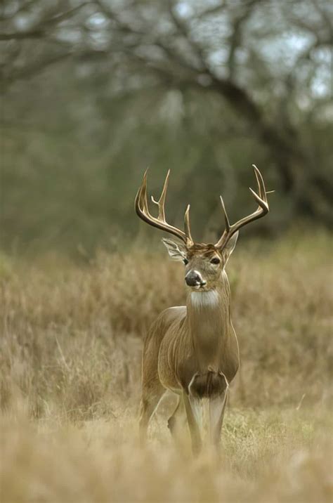 Whitetail Deer Behavior during Rut