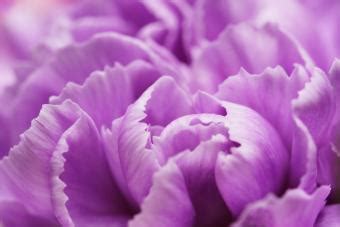 Meaning & Symbolism of Different Colors of Carnations | LoveToKnow
