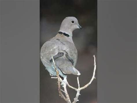 Eurasian Collared Dove Sound Video: Collared Dove Cooing Sounds : r/birds