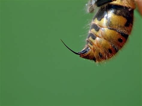 Wasp Stinger Bugs and insects, Insects, Arachnids - DaftSex HD