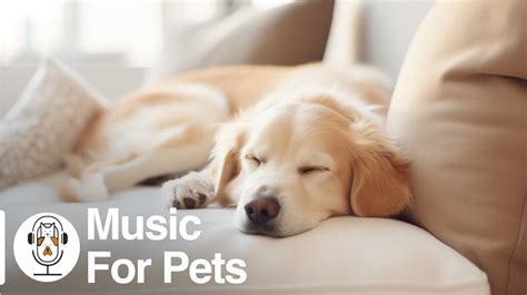 Soothing Music for Dogs to Calm Down, Relax & Sleep | Dog Music Therapy ...