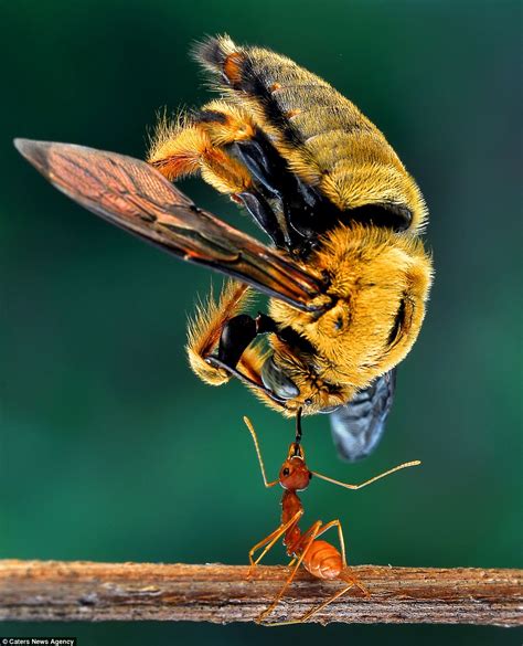 Eko Adiyanto photographs ants holding up bees | Daily Mail Online