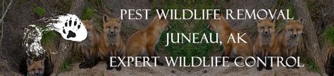 Juneau Wildlife Removal - Alaska Pest Wildlife Removal