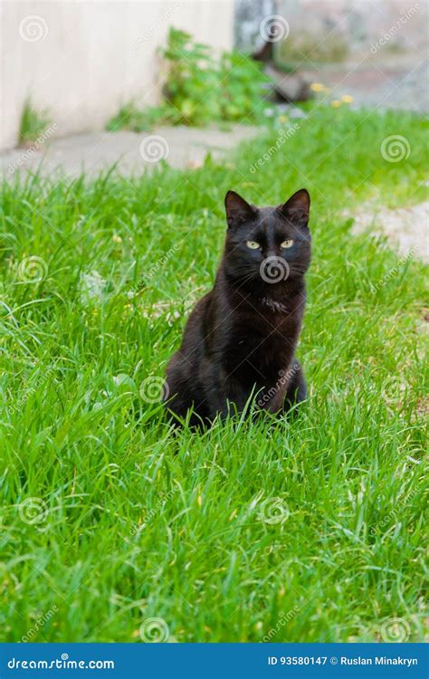 Beautiful Black Cat with Green Eyes Stock Image - Image of beautiful, grass: 93580147