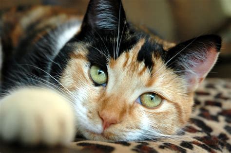 Calico cat Free Photo Download | FreeImages