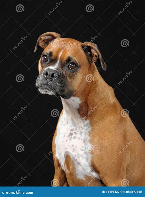 Female boxer dog stock image. Image of pedigreed, pedigree - 13498427