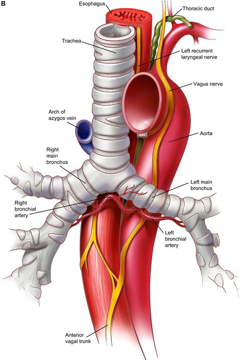 Anatomy of the Trachea, Carina, and Bronchi - Thoracic Surgery Clinics