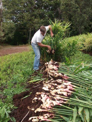 Pretty in Pink: Grow Edible Ginger! - Cornell Small Farms