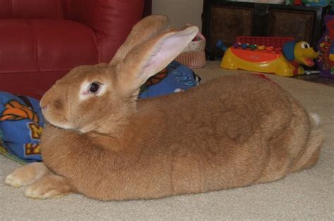 Flemish Giant rabbit - Wikipedia