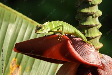 green shield bug Stock Photo | Adobe Stock