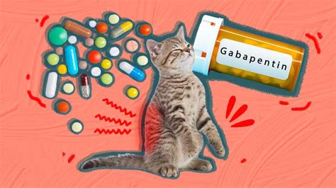 Gabapentin For Cats: What Pet Parents Should Know About Its Uses, Side Effects And More ...