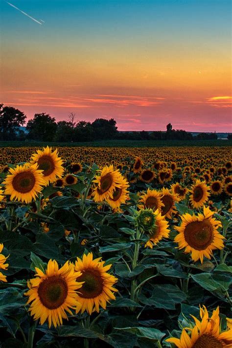 sunsets are relaxing | Sunflower wallpaper, Beautiful nature, Beautiful ...