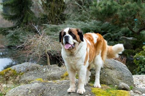 Are Saint Bernards Good Family Dogs? Pros & Cons | Hepper