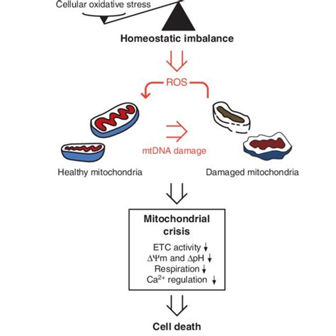 Proposed model of mitochondrial dysfunction in aging. Toxic ROS... | Download Scientific Diagram