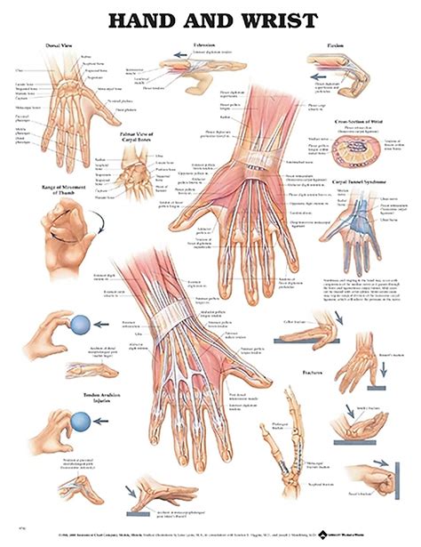 Hand and Wrist Anatomical Chart | Canada Clinic Supply