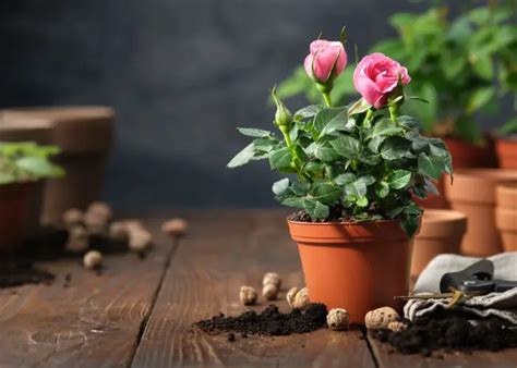 How Long Does It Take To Grow Roses From Seeds? - Furney's Nursery