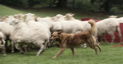 Blind Sheep Dog Uses Only Ears And Nose To Move Cattle | HuffPost Australia