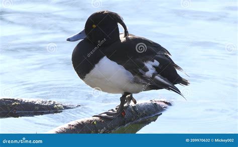 Tufted duck male stock photo. Image of animal, feathers - 209970632