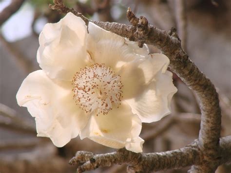 15 best images about Baobab Flowers on Pinterest | Seasons, Trees and ...