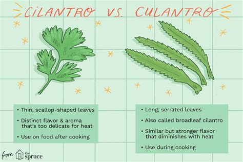 Pin by Amanda on healthy me | Cilantro, Herbs, Delicious vegetables