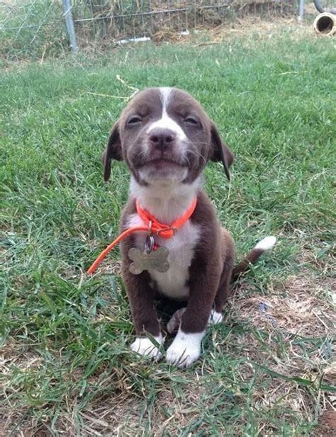 19 Smiling Dogs That Will Put A Big Smile On Your Face