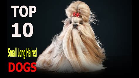 79+ Dog Breeds Small Long Hair - l2sanpiero