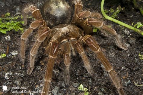 Goliath bird-eating spider | Flickr - Photo Sharing!