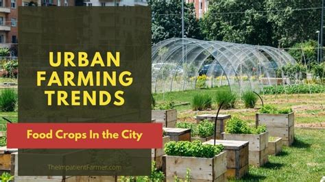 Urban Farming Trends: The Rise of Small Scale Agriculture in our Cities