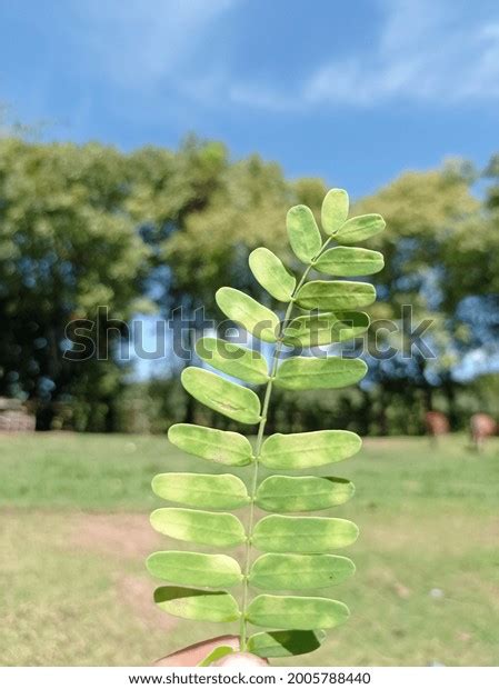 386 Tamarind Leaves Photo Images, Stock Photos & Vectors | Shutterstock