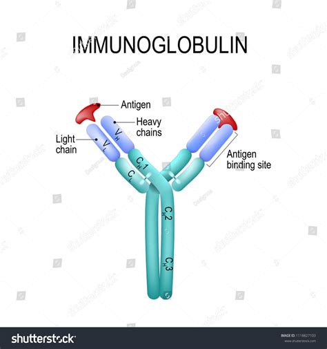 Structure of the Antibody molecule. IgE and Antigen. Vector diagram for medical, educational and ...