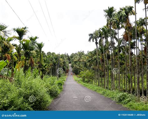 Areca Nut or Betel Nut Tree Plantation in a Country Side Stock Photo ...