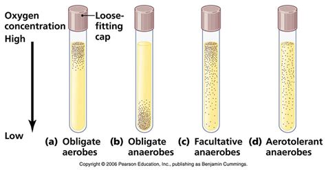 What Does the Appeearnce of a Blue or Pink Color in Thioglycolate Tube ...