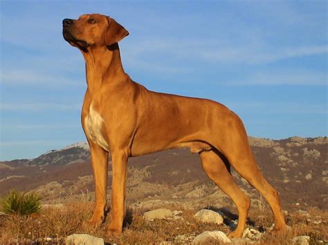 Rhodesian Ridgeback | Wild Life World