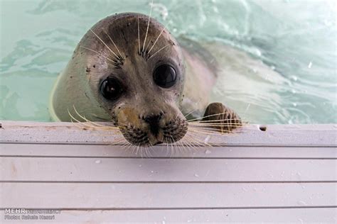 Iranian ships to carry message of preserving Caspian seals - Tehran Times