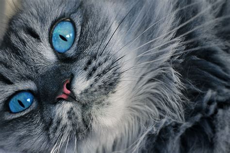 Blue Eyed Cats Wallpapers - Wallpaper Cave