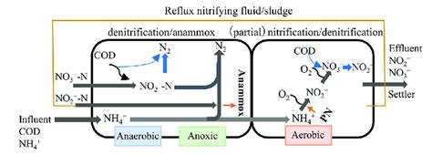 Schematic diagram of the mechanism of effective denitrification in the ...