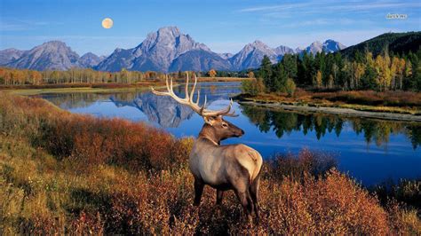 Rocky Mountain Elk Wallpapers - Top Free Rocky Mountain Elk Backgrounds ...