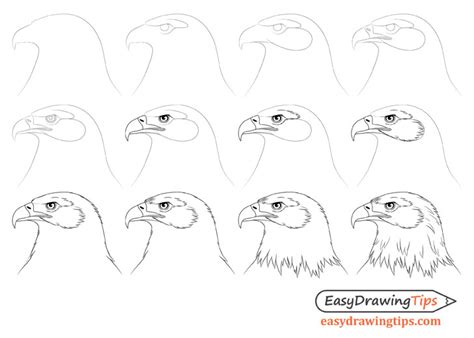 How to Draw an Eagle Head Step by Step - EasyDrawingTips