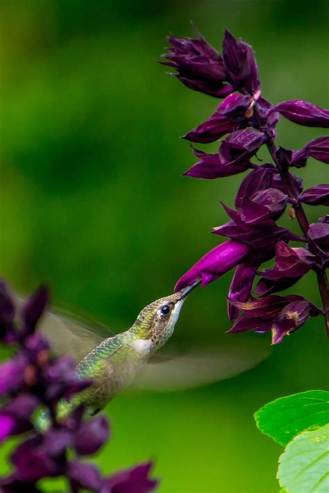 Plants and Flowers to Attract Hummingbirds - Birds and Blooms