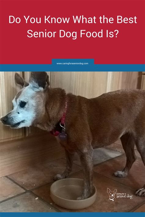 the-best-senior-dog-food | Caring for a Senior Dog