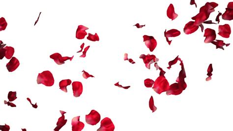 Wallpaper Of Rose Petals, Red Falling Petals Picture, #10157