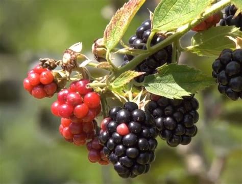 Basics of Growing Summer Berries – Merrifield Garden Center