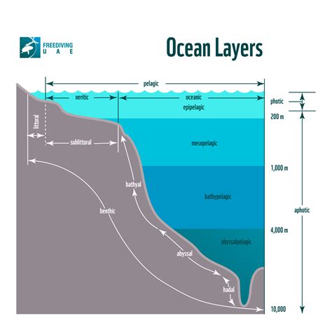 Layers of the Ocean - Freediving in United Arab Emirates. Courses ...