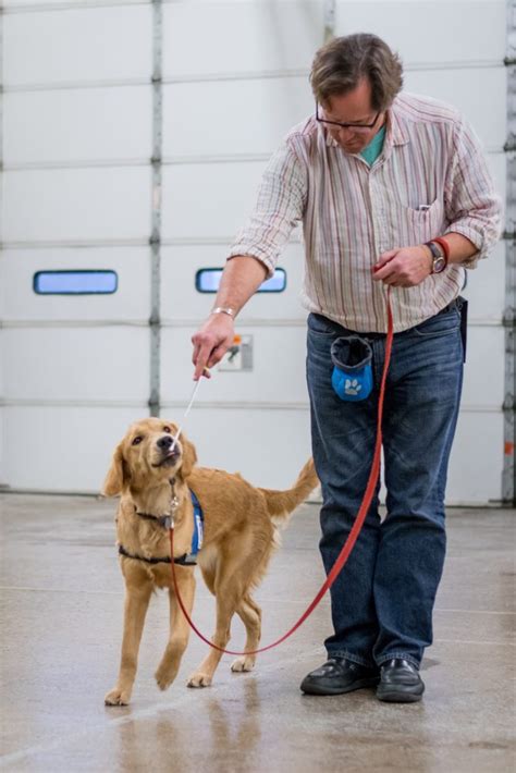 Foster Home Trainers | Helping Paws