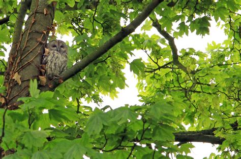 Gibside: Wildlife Survey: Cherryburn